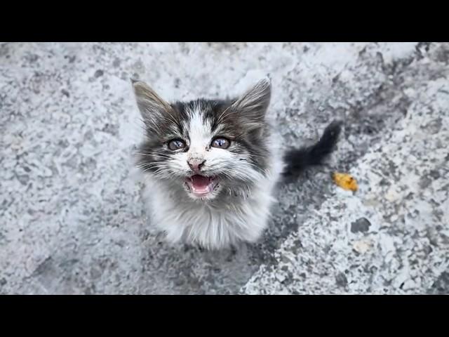 dirty stray cat approached a passerby, meowing pitifully for food to ease its long-standing hunger.