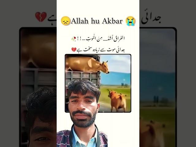 Maan or bacha  #ytshorts #shotrs