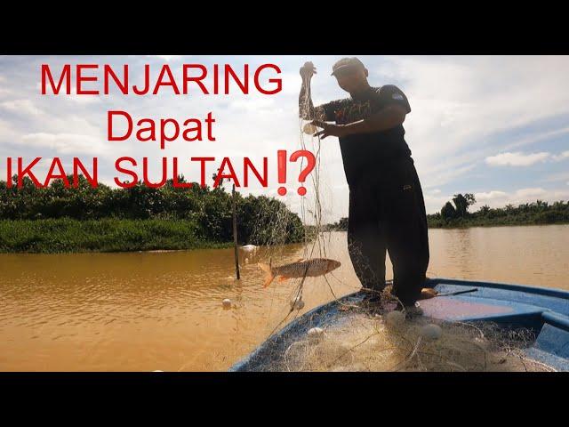 MENJARING DAPAT IKAN SULTAN⁉️ Tahan TAJUR Dan Menjaring Ikan..Rezeki ikan toman ikan jelawat