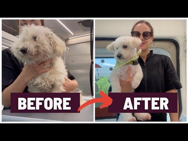 VERY MATTED POODLE MIX TRANSFORMATION WITHOUT SEVERE DEMATTING