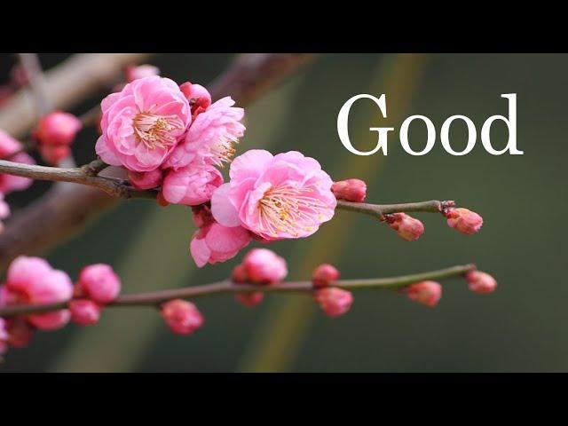 매화꽃 (Plum Blossom)