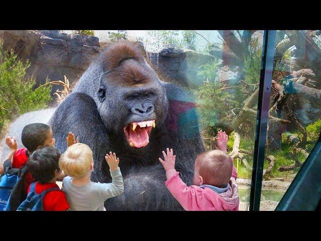 Animaux drôles ATTAQUANT des enfants dans la compilation de zoo