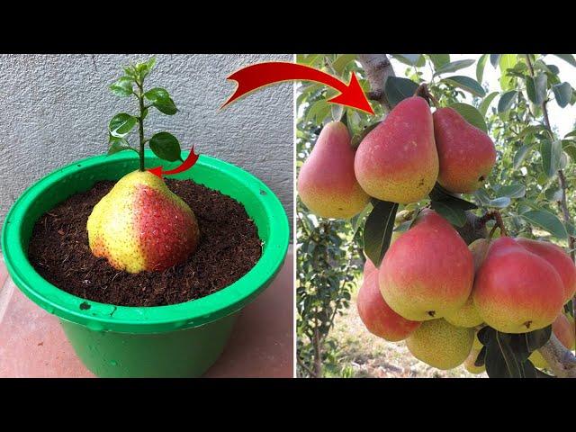 Farmers share techniques for growing plants that grow best at home | Relax Garden