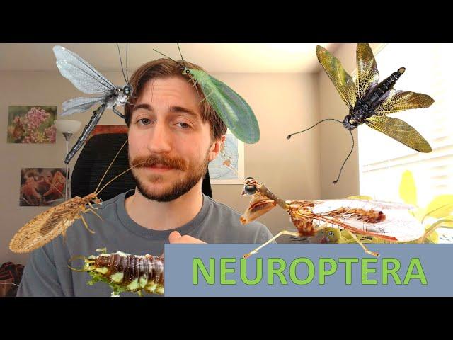Neuroptera: Net-winged Insects - Order Spotlight