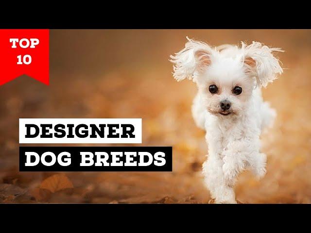 Top 10 Designer Dogs in the World
