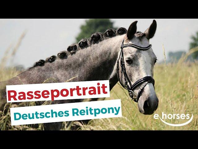 Das Deutsche Reitpony im Rasseportrait