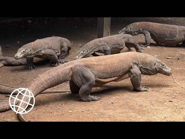 Komodo National Park, Indonesia  [Amazing Places 4K]