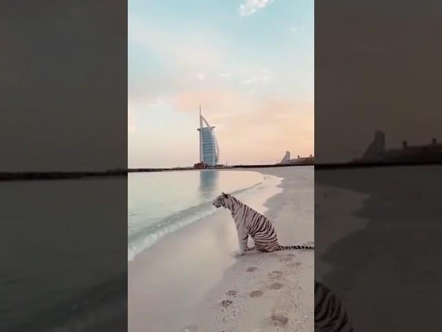 杜拜有錢人溜老虎獅子