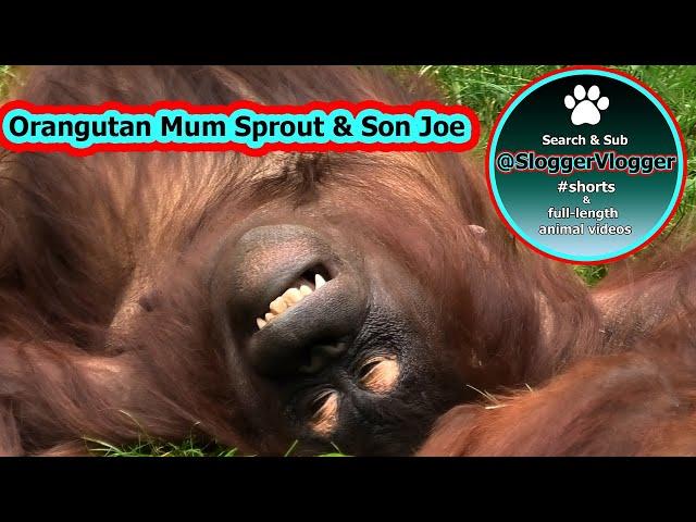 Orangutan Sprout's Has Her Own Way With Her Son