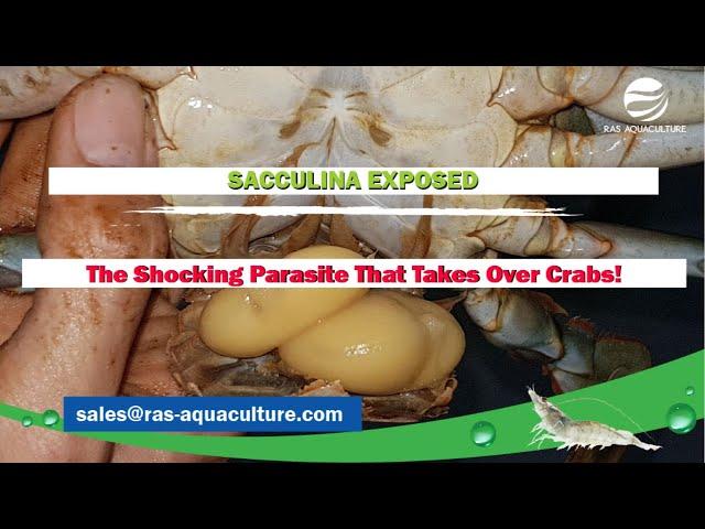 SACCULINA EXPOSED: The Shocking Parasite That Takes Over Crabs!