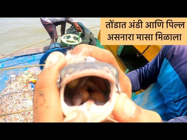 भरपूर दिवसांनी गेलो #fishing ला । Karanja Jetty | Uran Raigad Maharastra