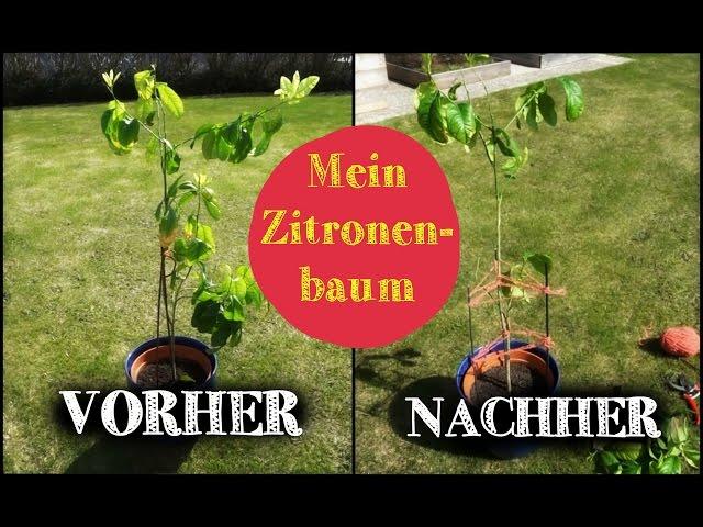 Rückschnitt meines selbstgezogenen Zitronenbäumchens