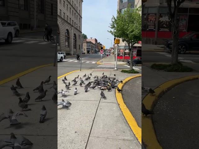 Later they  on me! #pigeon #birds #feeding #newjersey #road #usa #sunny #summer #shorts #viral #nj