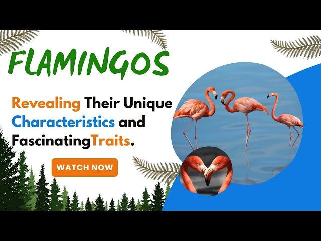 Flamingos, Revealing Their Unique Characteristics and Fascinating Traits.