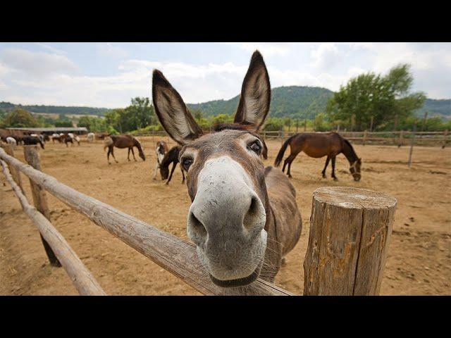 Funny Cute Donkeys To Make You Smile!