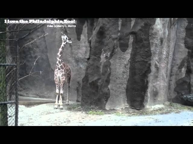 Philadelphia Zoo Giraffe Abigail Doing Neck Exercises?