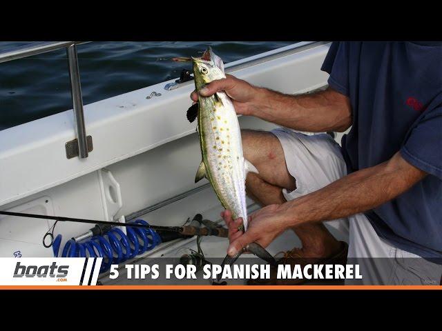 How to Fish: 5 Tips for Spanish Mackerel