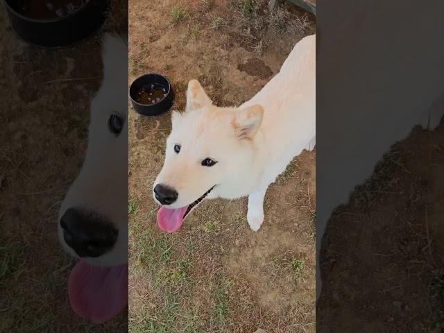 230625_안성 카페피플 사장님 강아지 사모예드 사공이 앉아 엎드려 재주부리기