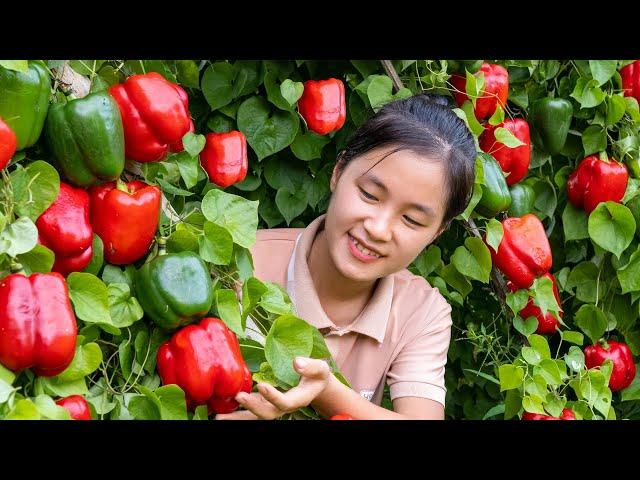 Harvest Ot Da Lat Goes to the market sell | Ella Daily Life