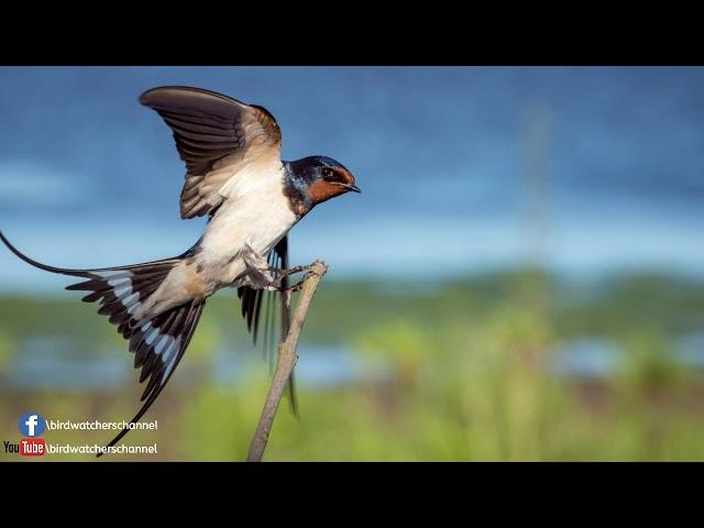 Barn Swallow Singing