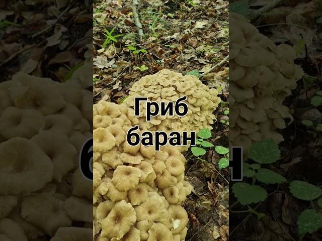 Гриб баран и 9 лет тюрьмы ‼️Красная книга России‼️ Тихая охота.