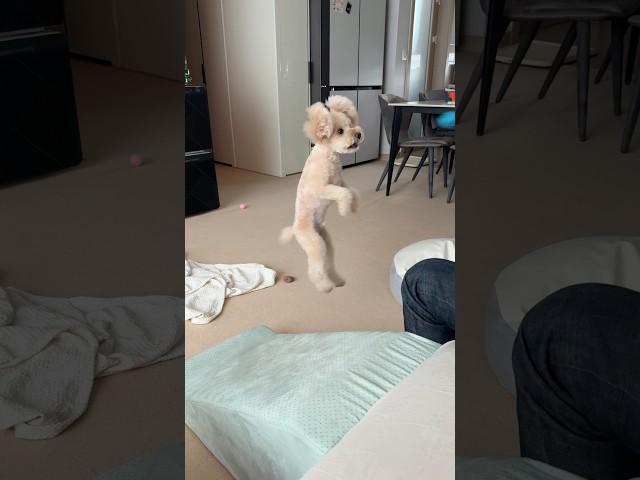 공놀이 좋아하는 수컷 살구 #강아지 #강아지브이로그 #토이푸들 #반려견 #공놀이