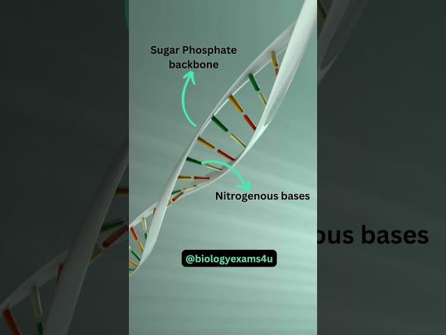 What is DNA Double helix?