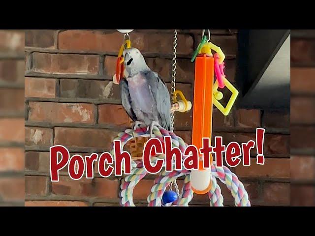 Porch Chatter with Einstein Parrot
