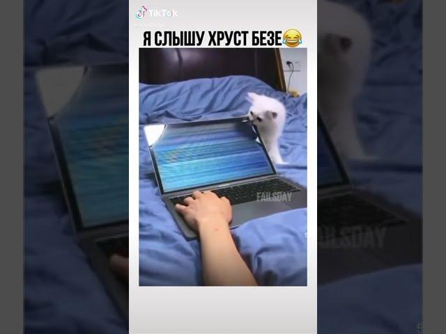 ХРУСТ КОТИК СМЕШНО  #TikTok #Shorts 