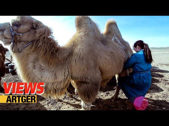 Drinking Camel's Milk - A Way Of Life In The Gobi! Nomad Life | Views