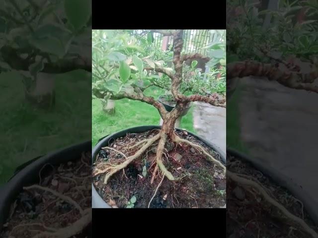 #Bonsai#Legiustrum#Parigata#