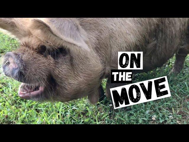 Pigs Aren't The Only Animals That Like To Move!