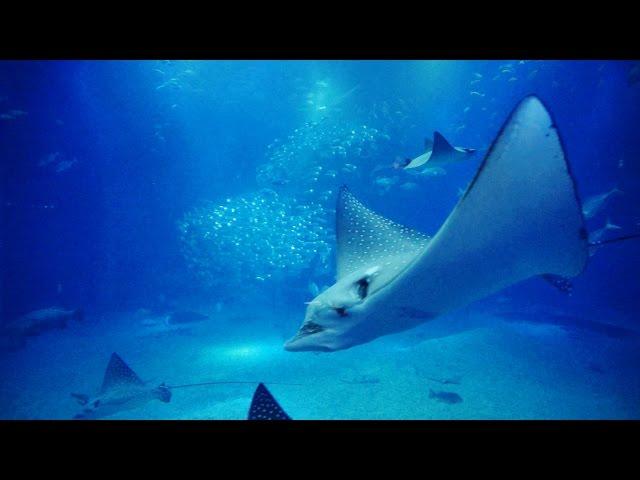 【海遊館】 大水槽の動画映像12時間  (central tank of osaka aquarium "KAIYUKAN" 12hours)