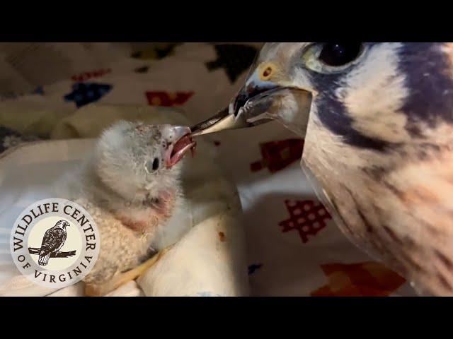 Feeding a Baby Kestrel