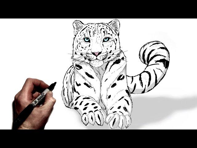 How To Draw A Snow Leopard | Step By Step