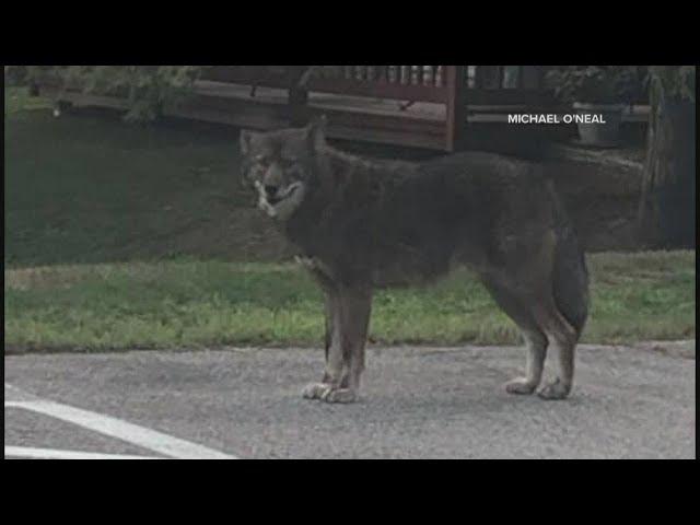 Is it a coyote, wolf, dog or mix of all three? Portland residents and wildlife biologist weigh in