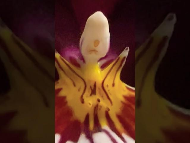 Oncidium Flower with Weird Feature #flower #orchid #oncidium