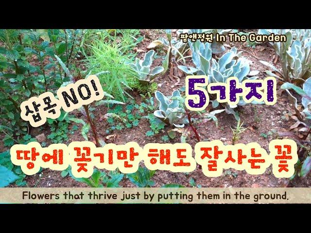 땅에 꽂기만 해도 잘사는 꽃 5가지/ 번식이 쉬운 정원 꽃 5가지/5 flowers that thrive just by planting them in the ground/