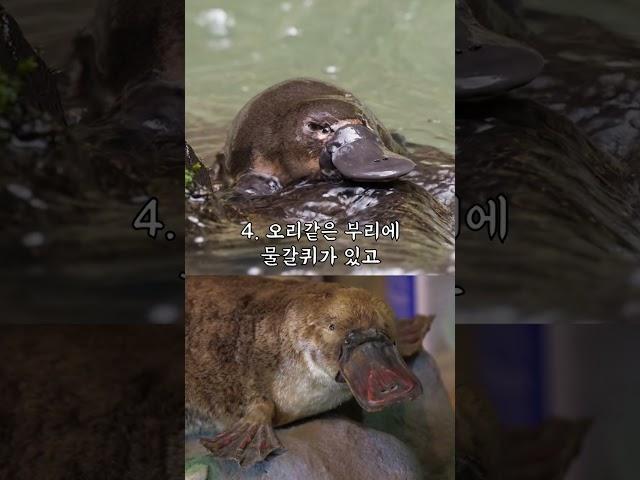 다음 중 현실에 존재하지 않는 것은?