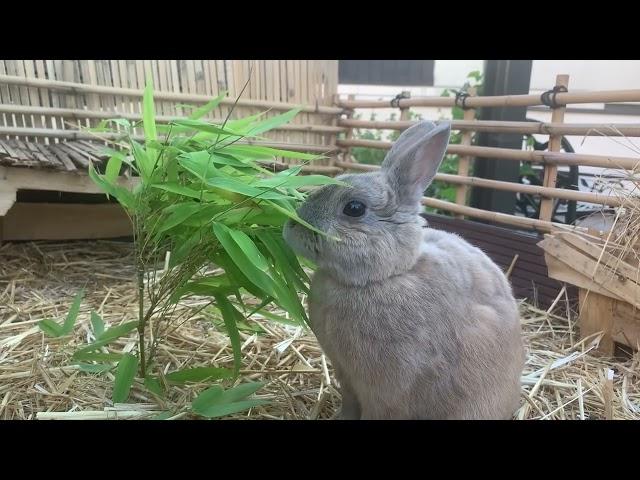 Bunny eats bamboo for breakfast 