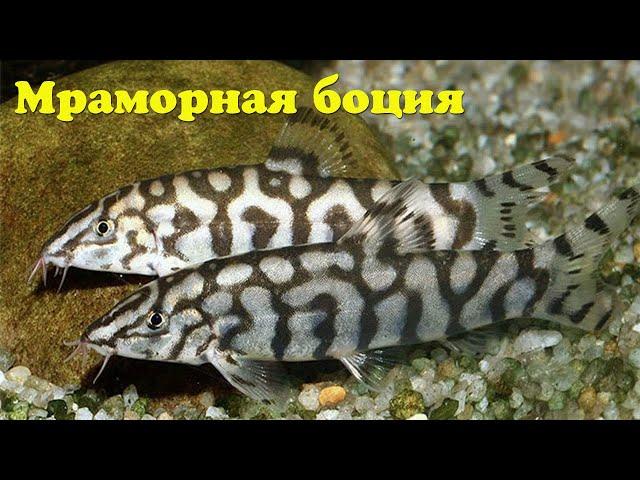 Мраморная боция - Botia lohachata