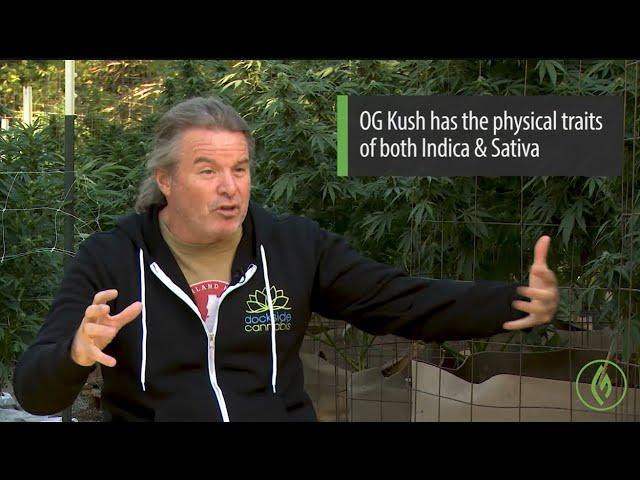 Kevin Jodrey: Cannabis Hybrids - Origins, Genetics & Morphology / Ganjier