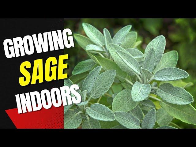 Growing Sage Indoors: A Beginner's Guide to Growing Sage Indoors