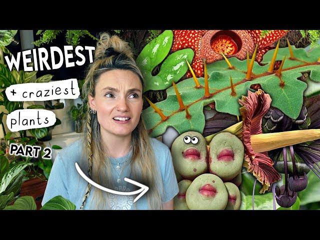 AMAZING Unique Plants Right Now  Coolest Weird Houseplants PART 2