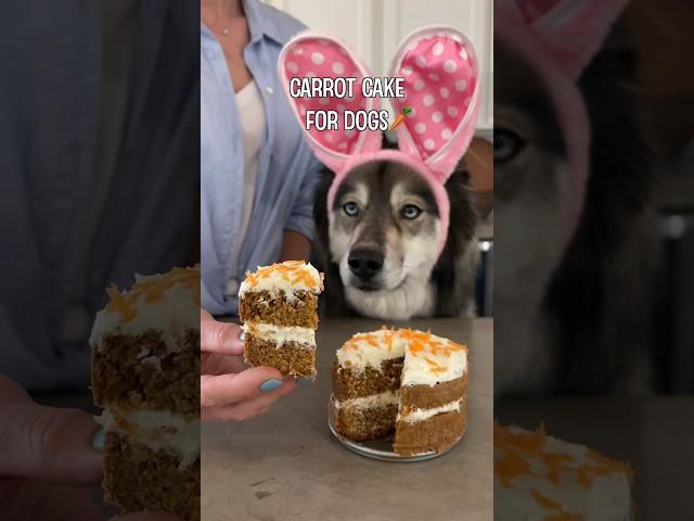 How To Make Carrot Cake For Dogs! #shorts