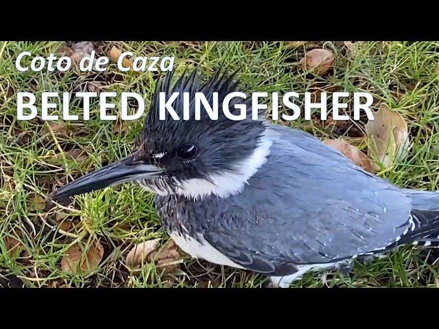 Belted Kingfisher close up in Coto de Caza, Megaceryle alcyon