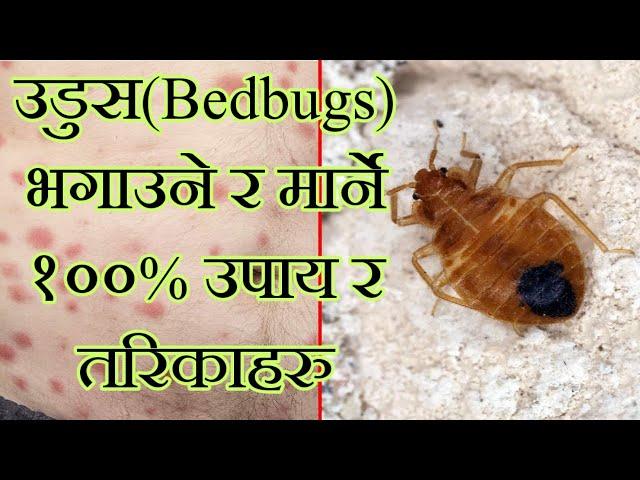 Bedbugs in nepali उडुस बाट बच्ने र मार्ने सजिला र घरेलु उपाय र विधिहरू