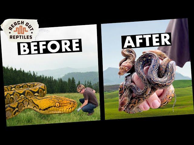 How To Make MASSIVE Pythons Small | G.O.A.T. Line Experiment