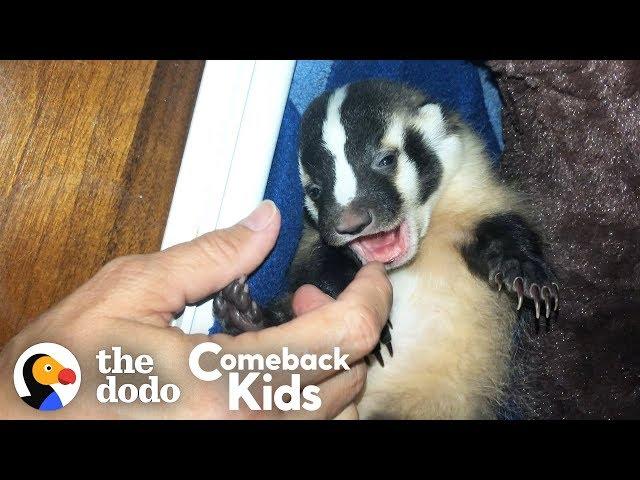 World's Most Adorable Badger | The Dodo Comeback Kids