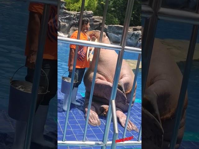 Walrus kiss....️ walruskiss#walruscarp#walrus#walrusaudiowalruslove#walrusrider#walruscare